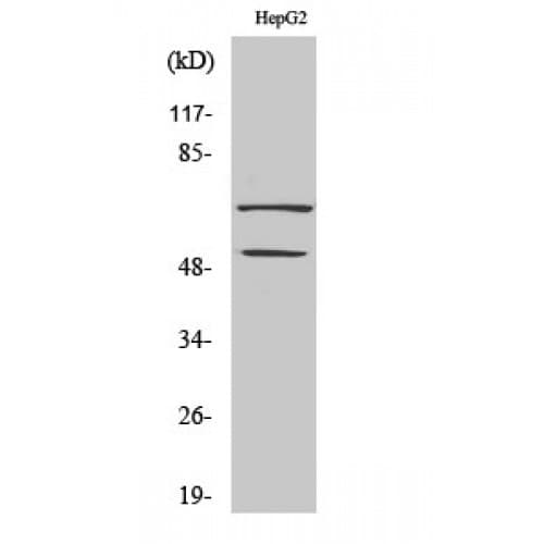 Polyclonal Rabbit anti-Human SS18 Antibody (1-80 aa, N-terminal, IHC, WB)