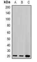 CETN2 / Centrin 2 Antibody