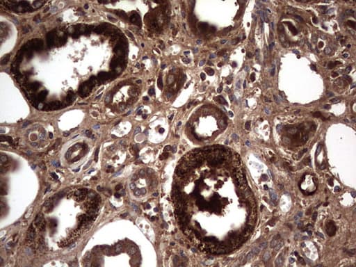 RSPO3 Antibody (aa22-272, clone 3D5, Carrier-free)