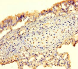Polyclonal Rabbit anti-Human BMP4 Antibody (WB)