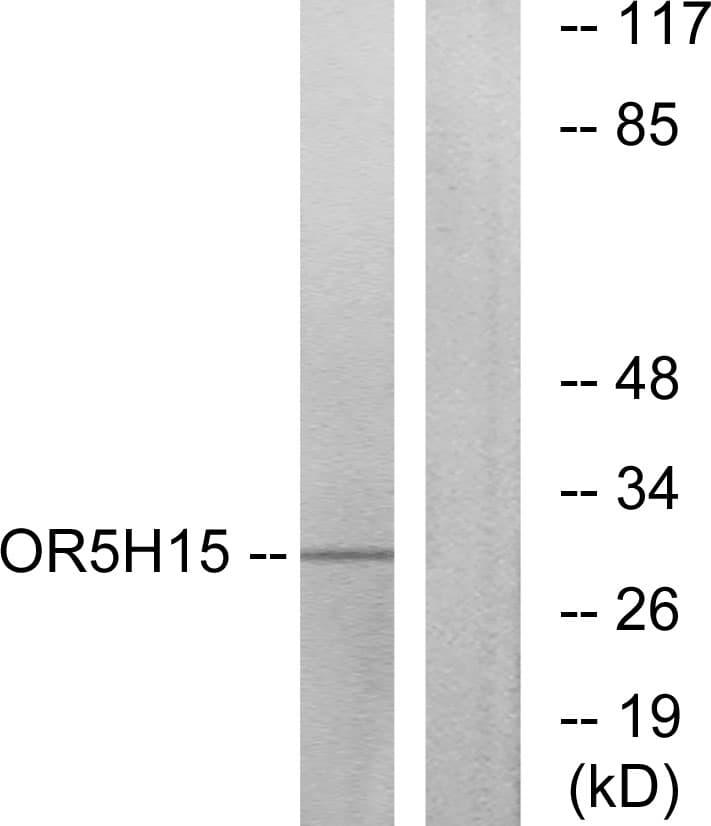 Polyclonal Rabbit anti-Human OR5H1 Antibody (aa241-290, IF, WB)