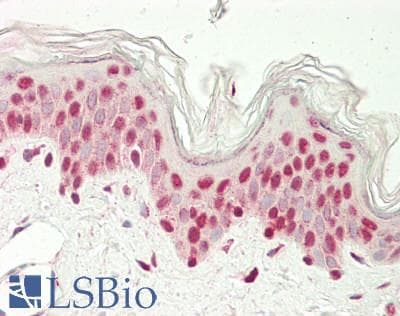 POU2F1 / OCT1 Antibody (aa61-110)