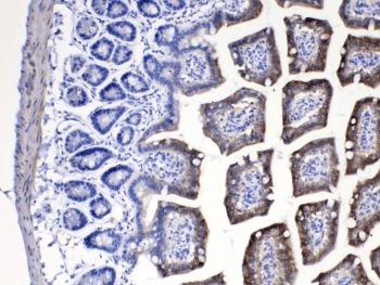 CYP2D6 Antibody