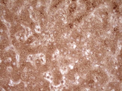CD40 Antibody (aa21-166, clone OTI1F12)