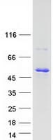 Human TUFT1 Protein (Recombinant Myc-DDK (Flag))