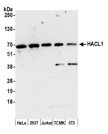 HACL1 Antibody (aa528-578)
