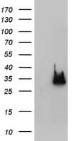NANP Antibody (clone OTI2D11)