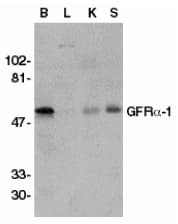 GFRA1 / GFR Alpha Antibody