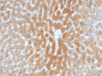 ARF1 Antibody (clone 1A9/5)