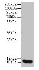 IL8 / Interleukin 8 Antibody