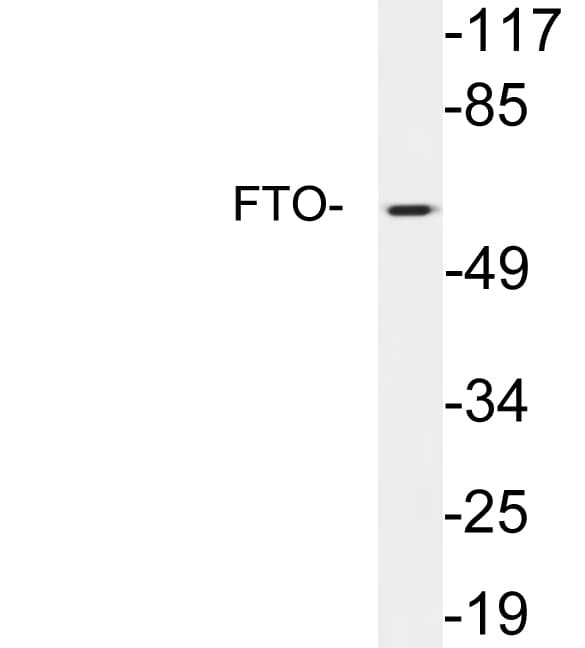 FTO Antibody (aa19-68)