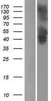GPR173 / SREB3 Protein (Over-Expression Lysate Myc-DDK (Flag))