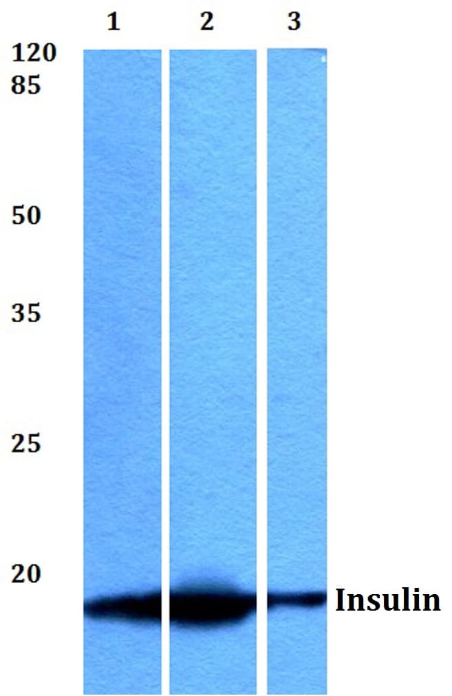 Insulin Antibody (Phe49)