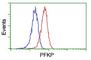 PFKP Antibody (clone OTI1D6)