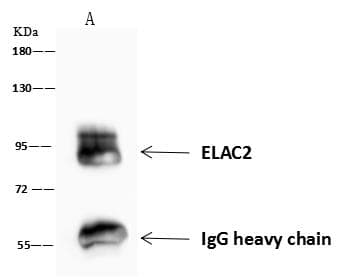 ELAC2 Antibody