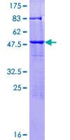 Human KXD1 / C19orf50 Protein (Recombinant GST)