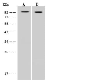 DDX50 Antibody