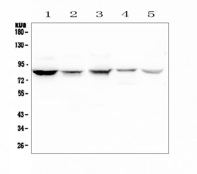 NOX5 Antibody