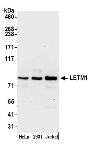 LETM1 Antibody (aa625-675)