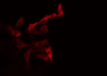 Polyclonal Rabbit anti-Human CYP2C19 Antibody (IF, WB)