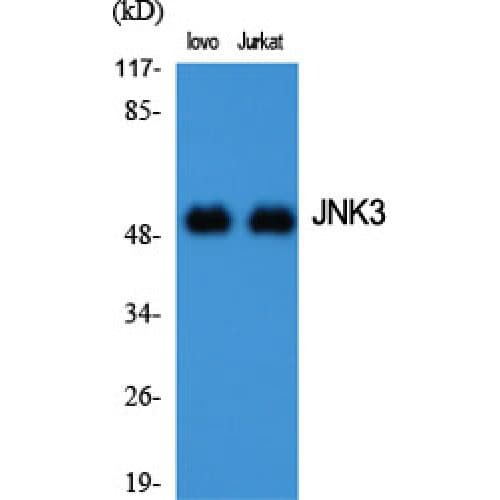 Polyclonal Rabbit anti-Human MAPK10 / JNK3 Antibody (330-410 aa, C-terminal, IHC, IF, WB)