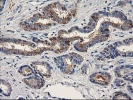 ALDH1A3 Antibody (clone OTI4A3)