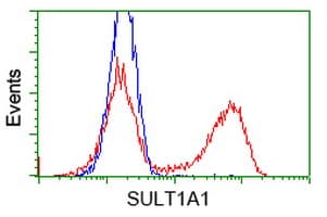 Monoclonal Mouse anti-Human SULT1A1 / Sulfotransferase 1A1 Antibody (clone OTI8B8, IHC, WB)