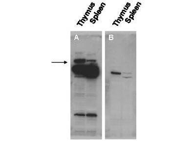 POGZ Antibody (N-Terminus)