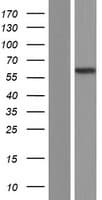 PPP2R5C Protein (Over-Expression Lysate Myc-DDK (Flag))