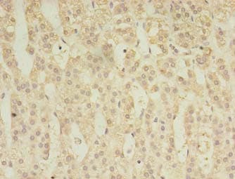AKAP7 Antibody