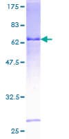Human HEMK1 Protein (Recombinant GST)
