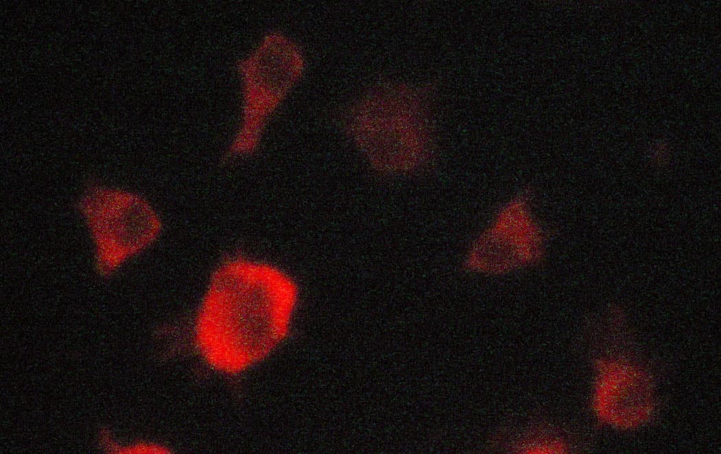 EPOR / EPO Receptor Antibody