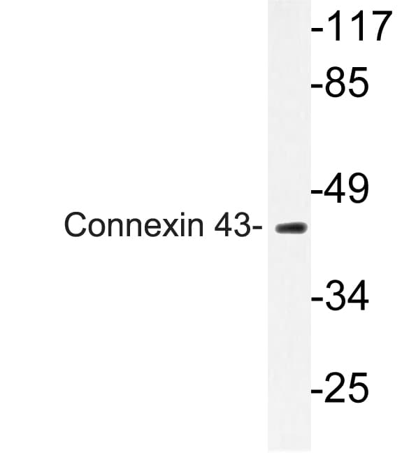 GJA1 / CX43 / Connexin 43 Antibody (Arg361)