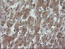 VBP1 Antibody (clone OTI1D1)