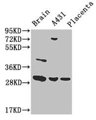 YWHAG / 14-3-3 Gamma Antibody
