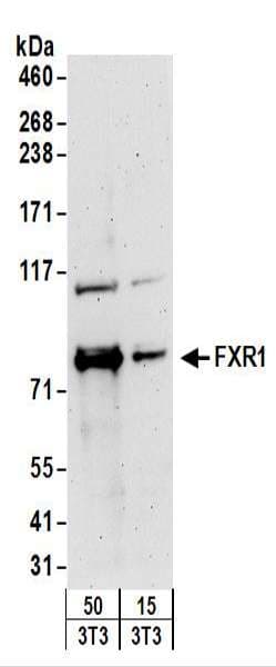 FXR1 Antibody (aa571-621)