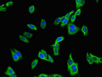 Polyclonal Rabbit anti-Human PDZRN3 Antibody (IHC, IF, WB)