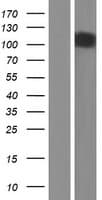 PCDH8 Protein (Over-Expression Lysate Myc-DDK (Flag))