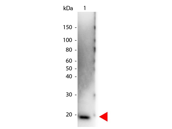 IL6 / Interleukin 6 Antibody (HRP)