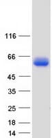 Human GYG2 Protein (Recombinant Myc-DDK (Flag))