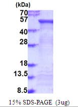Human FUCA2 Protein (Recombinant His)