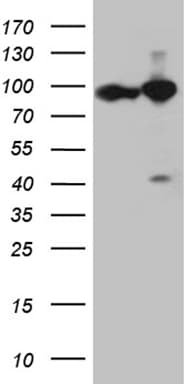 KPNB1 / Importin Beta Antibody (aa1-200, clone OTI10B7, Carrier-free)