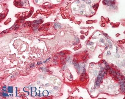 IHC-plus™ IL12A / p35 Antibody
