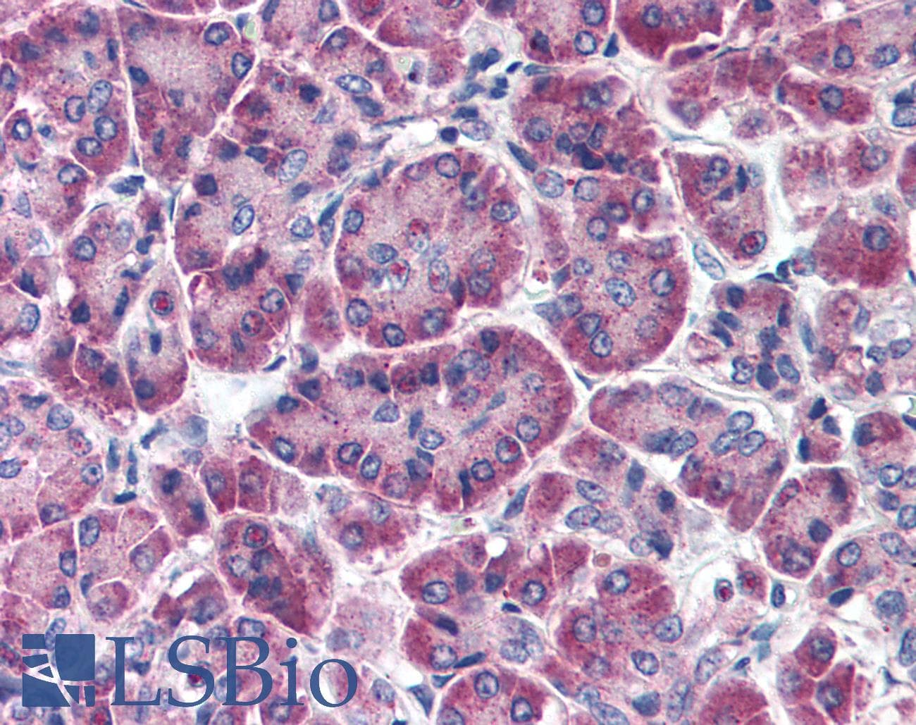 IHC-plus™ FBX09 / FBXO9 Antibody (aa425-447)