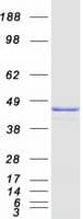 Human COPS4 / CSN4 Protein (Recombinant Myc-DDK (Flag))