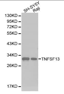 TNFSF13 / APRIL Antibody
