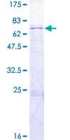 Human TFB2M Protein (Recombinant GST)