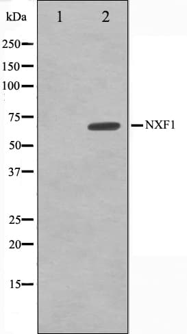Polyclonal Rabbit anti-Human NXF1 / TAP Antibody (IF, WB)