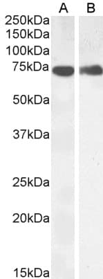IHC-plus™ PTGS1 / COX-1 Antibody (aa617-630)