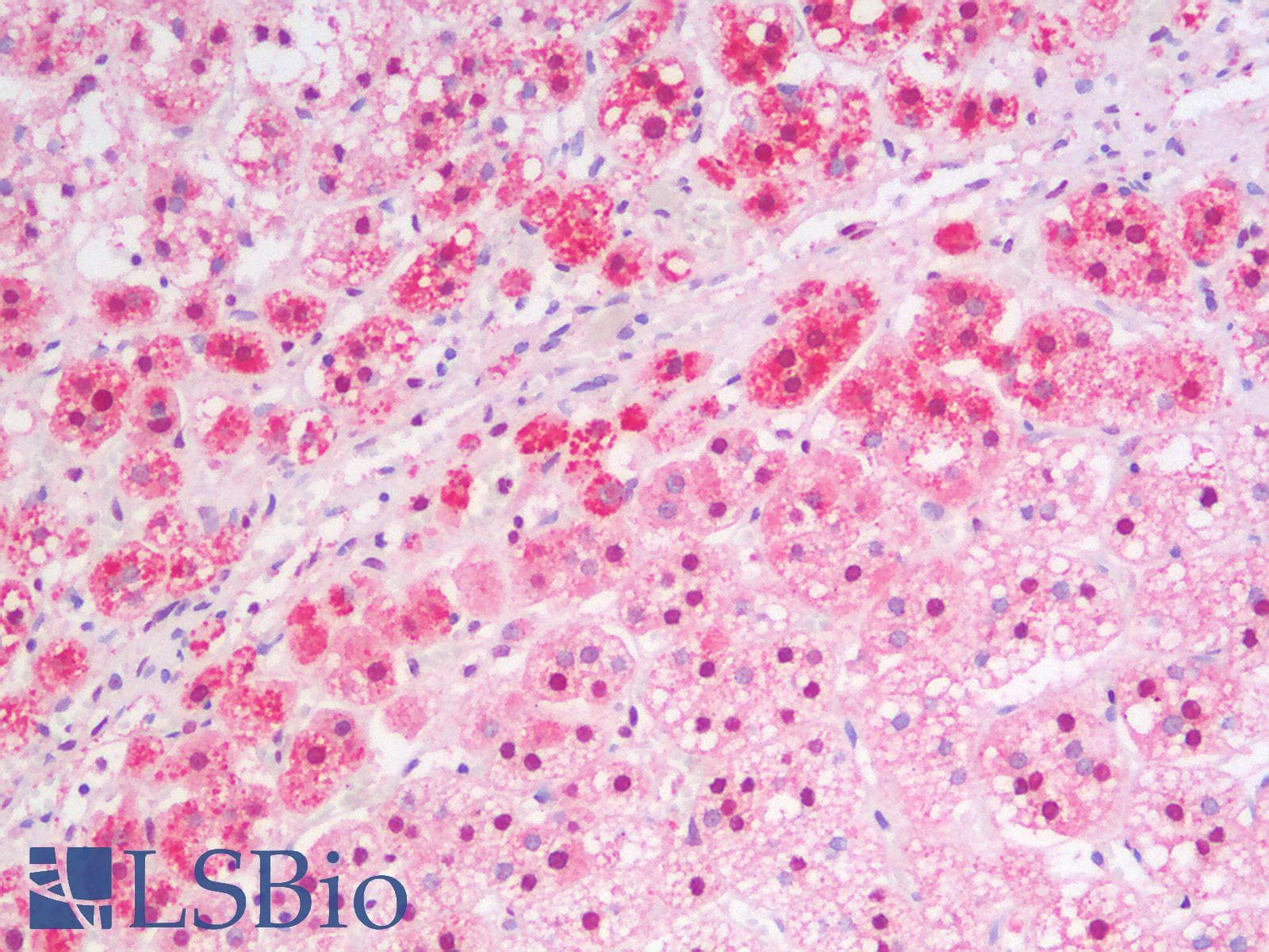 IHC-plus™ MSI2 Antibody (aa33-43)